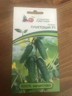Огурцы сорт платоша