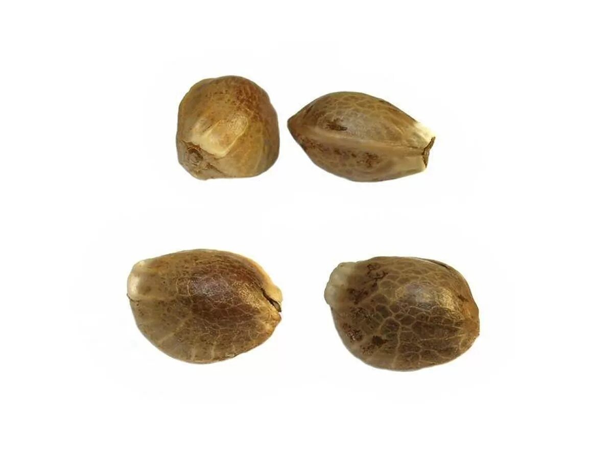 Семя конопли. Женские семена. Семена конопли мужские и женские. Конопляные семена на белом фоне.