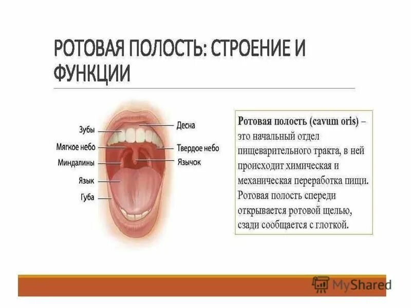 Ротовая полость начало расщепления. Пищеварение в ротовой полости. Строение ротовой полости. Условия пищеварения в ротовой полости. Роль ротовой полости в пищеварении.