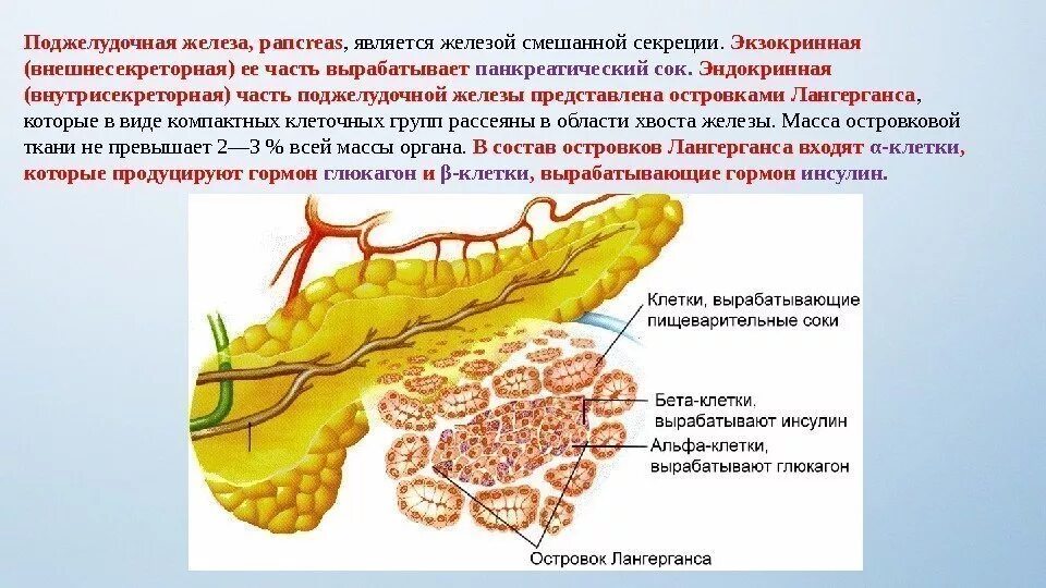 Β клеток островков лангерганса. Поджелудочная железа экзокринная. Строение поджелудочной железы островки Лангерганса. Поджелудочная железа островки Лангерганса эндокринная система. Поджелудочная железа анатомия островки Лангерганса.