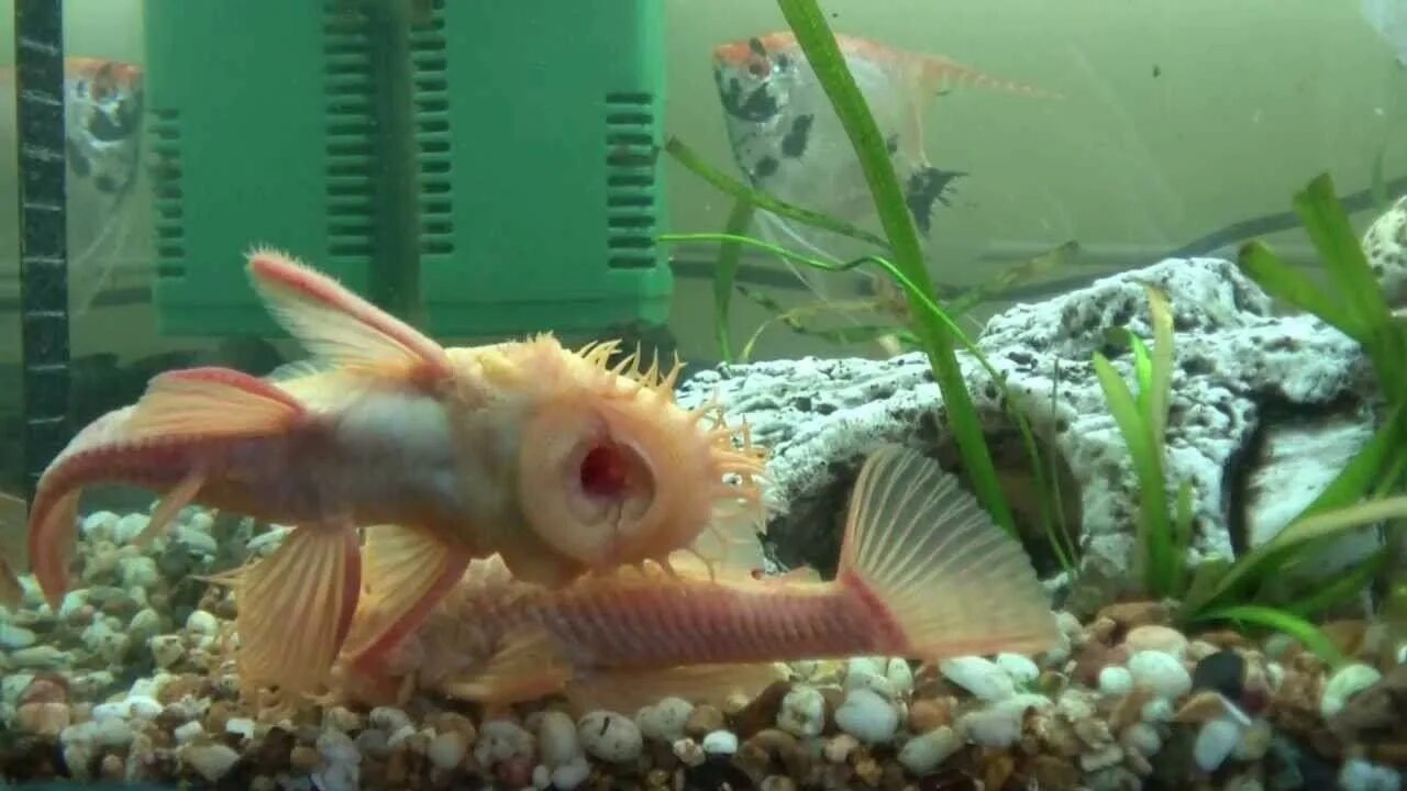 Анциструс аквариумная рыбка. Аквариумная рыбка сомик прилипала. Анциструс Рио Парагвай. Анциструсы аквариумные рыбки.