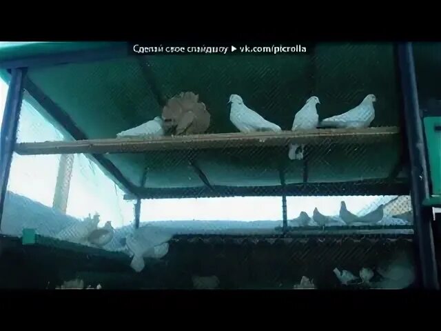 Слушать песни голубка