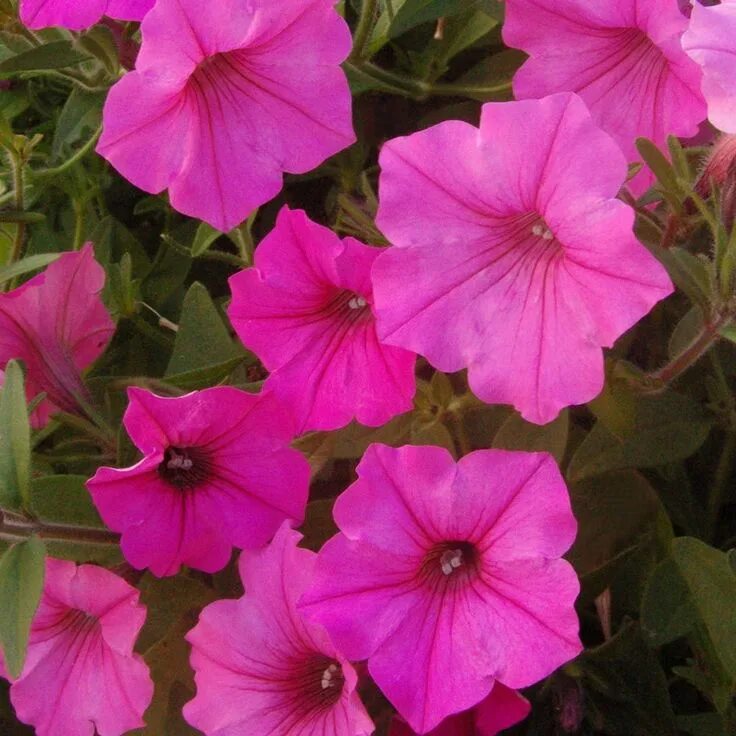 Петуния бланкет mini vista violet star charm. Петуния littletunia violet. Петуния мини виста описание. Петуния супертуния блэк черри. Петуния мини виста описание.