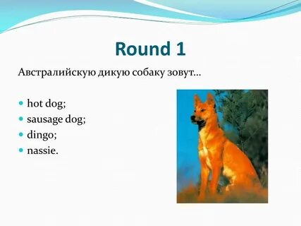 На английском собаку зовут
