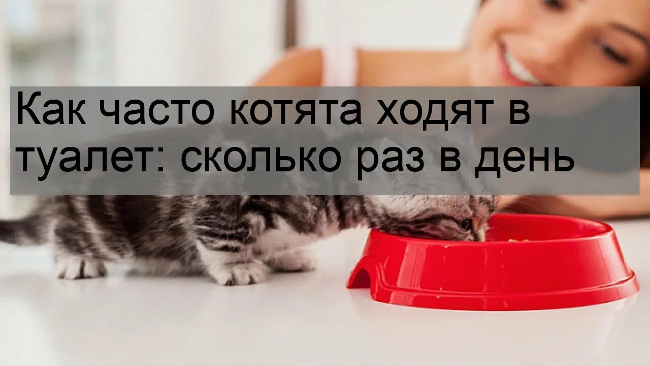 Как помочь котенку сходить. Сколько раз ходит в туалет котенок 2 месяца. Сколько раз в день котенок ходит в туалет. Сколько раз в день котята ходят в туалет в 1.5 месяца. Как часто котята ходят в туалет сколько раз в день.