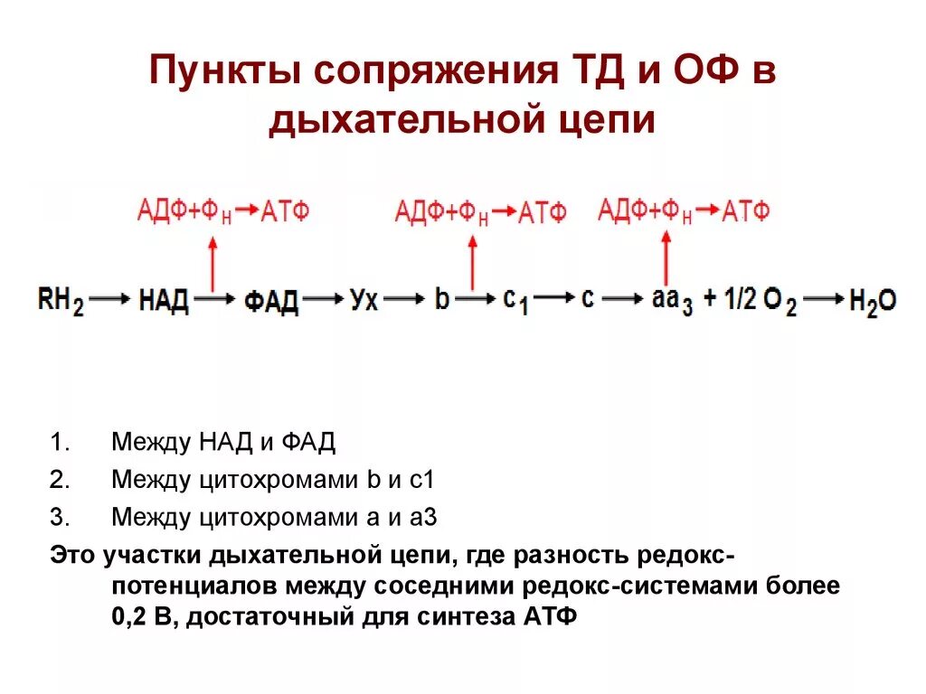 Локализация атф. Участки сопряжения в дыхательной цепи. Дыхательная цепь АТФ. Пункты фосфорилирования в дыхательной цепи. Окисление в дыхательной цепи.