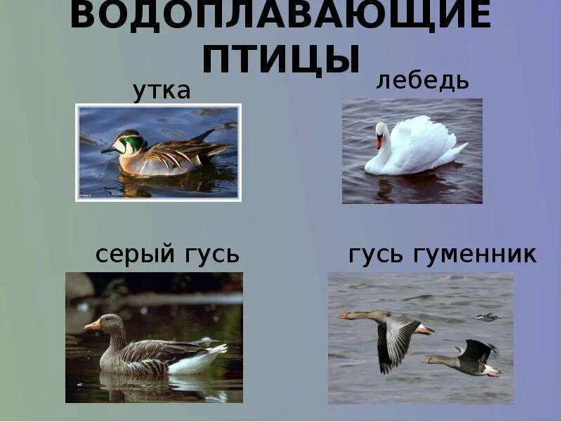 Группа водоплавающих птиц. Экологическая группа водоплавающие птицы. Какие птицы водоплавающие. Водоплавающие птицы картинки для детей. Какие птицы водоплавающие.