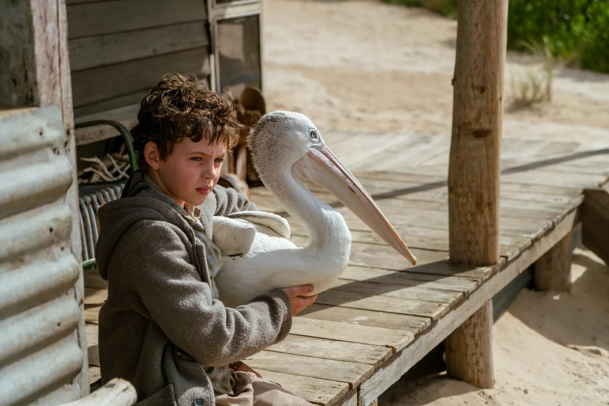 Мальчик и птица оскар. Мой друг Мистер Персиваль (2019). Пеликан Мистер Персиваль.