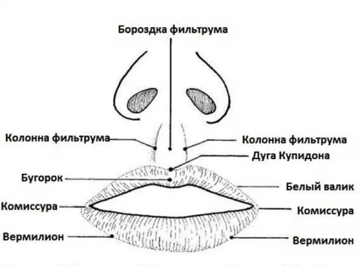 Губы строение Анатомическое. Верхняя губа строение анатомия. Строение верхней и нижней губы анатомия. Комиссура губ анатомия. Верхний край губы