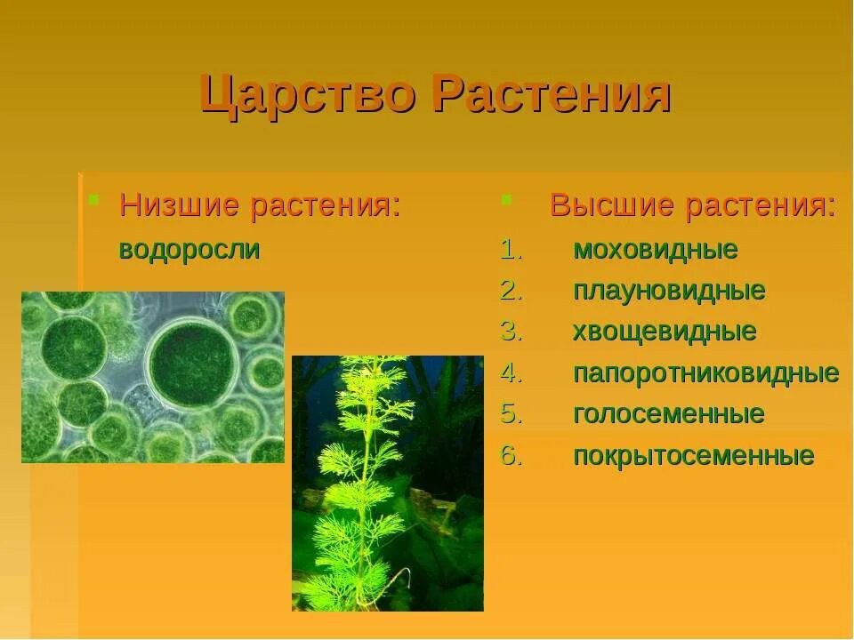 Зеленые водоросли папоротники голосеменные плауновидные. Низшие растения водоросли 7 класс. Голосеменные и Покрытосеменные низшие растения водоросли лишайники.