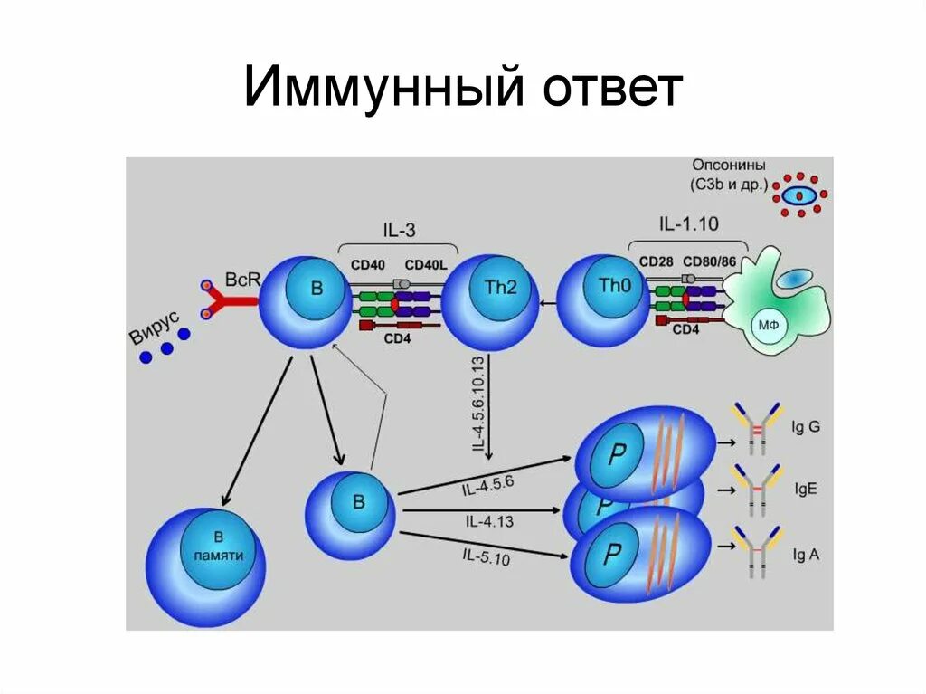 Развитие иммунного ответа