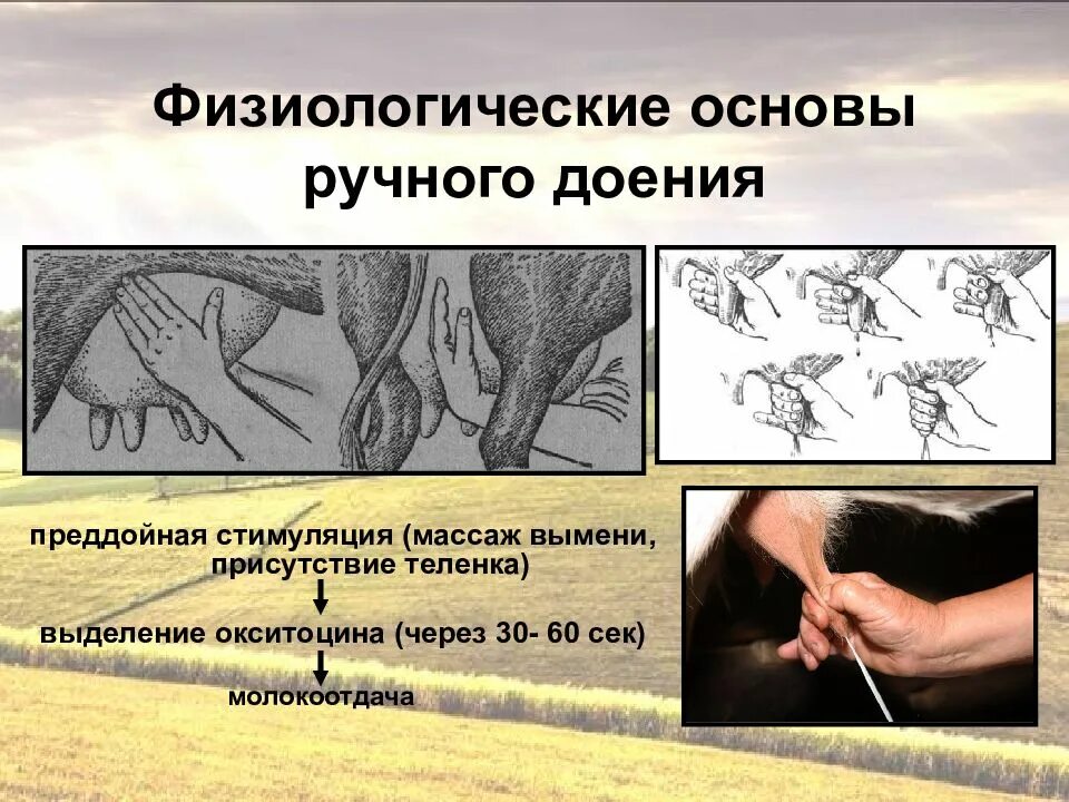 Физиологические основы животных. Физиологические основы доения. физиологические основы доения коров. основы машинного доения. физиология доения машинного.