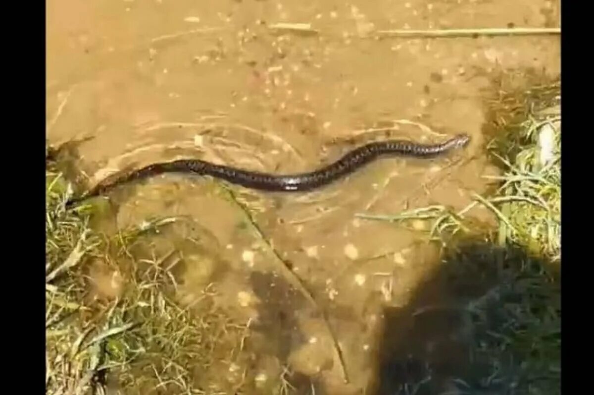 Гадюки плавают. Гадюка в Тверской области. Змеи в воде. Гигантские змеи. Гадюка плавает в воде.