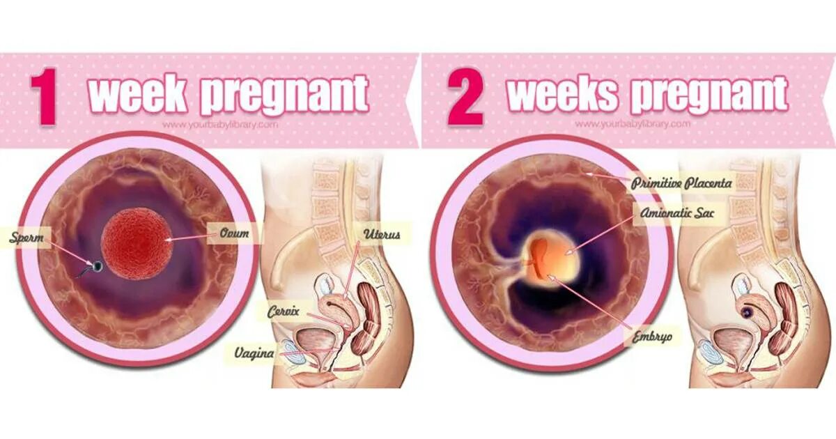 Недели беременности ру. Первач неделя беременности.