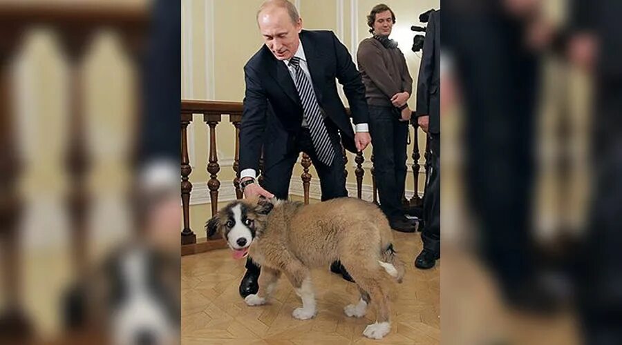 Хатико: реальная история собаки и фильмы - Российская газета