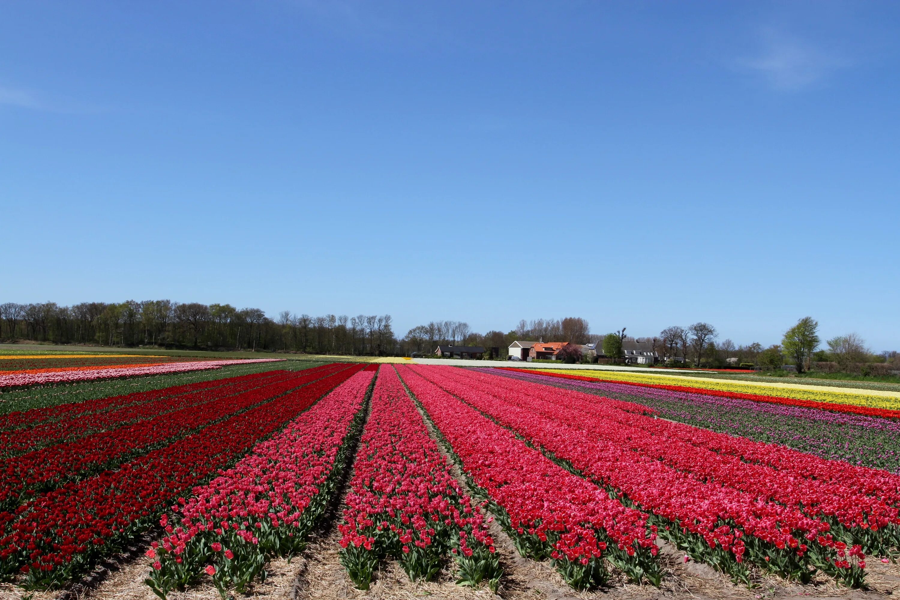 Выращивание тюльпанов в голландии. Выращивание тюльпанов в голландии. Парк койкенхоф голландия. Тюльпан барселона пинк. Тюльпановые плантации в голландии.