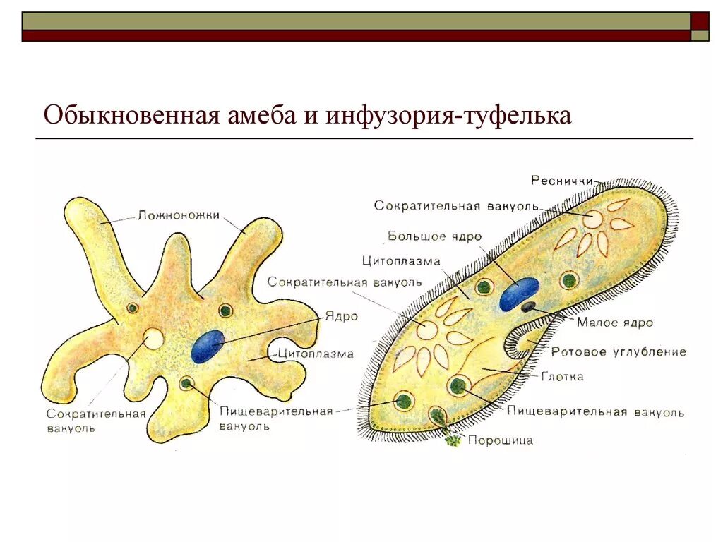 Строение одноклеточной амебы. Строение амебы и инфузории туфельки. Псевдоподии у амебы. Амёба обыкновенная туфелька. Какую форму имеет простейшие