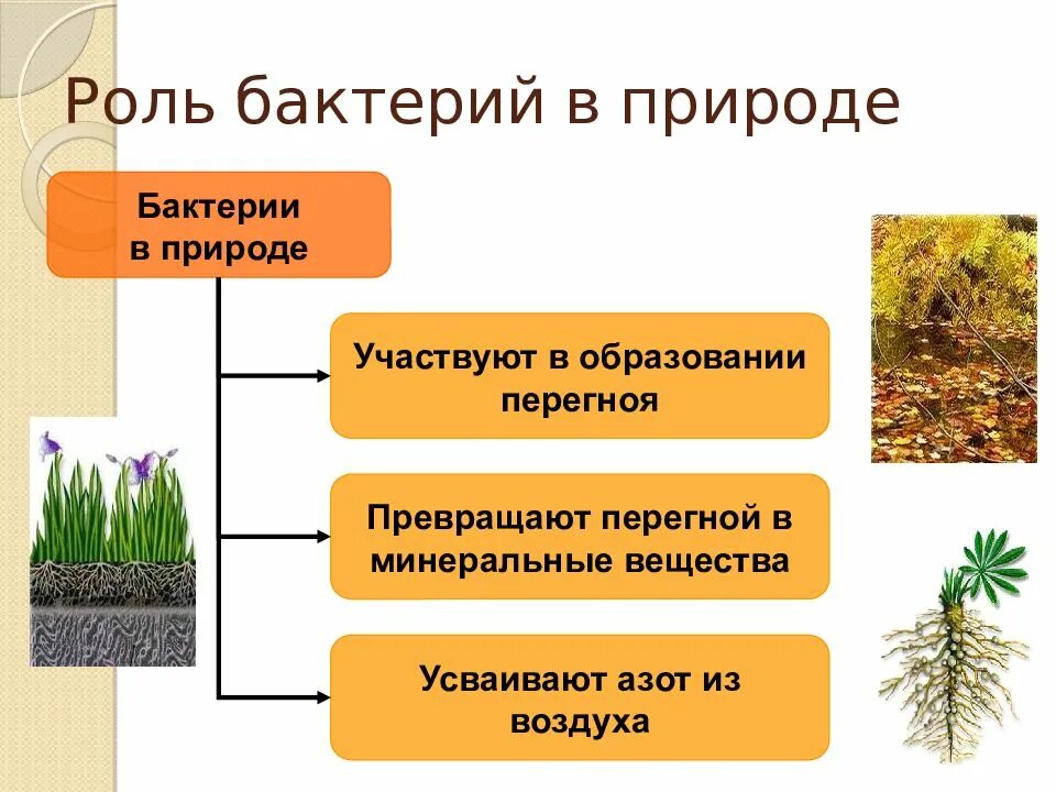 Роль бактерий в круговороте веществ. Роль микроорганизмов в круговороте веществ. Круговорот бактерий в природе. Микроорганизмы в круговороте веществ в природе.