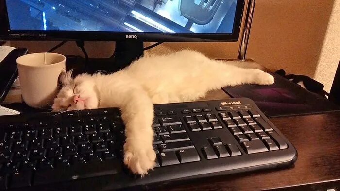 Спящие котики вечером. Почему коты ночью не спят. Спокойной ночи котики. Почему кошка бегает?. Кот лежит на спине.