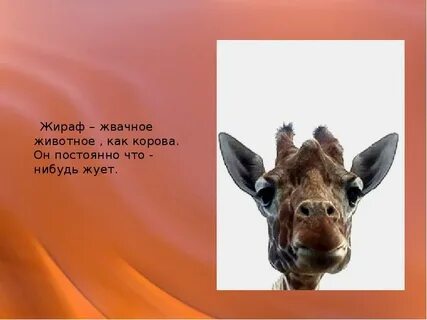 Значение жвачных