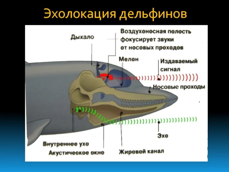 Эхолокация позволяет выбери верный вариант. Эхолокация дельфинов. уши дельфина. слуховой аппарат дельфинов. орган слуха китообразных.