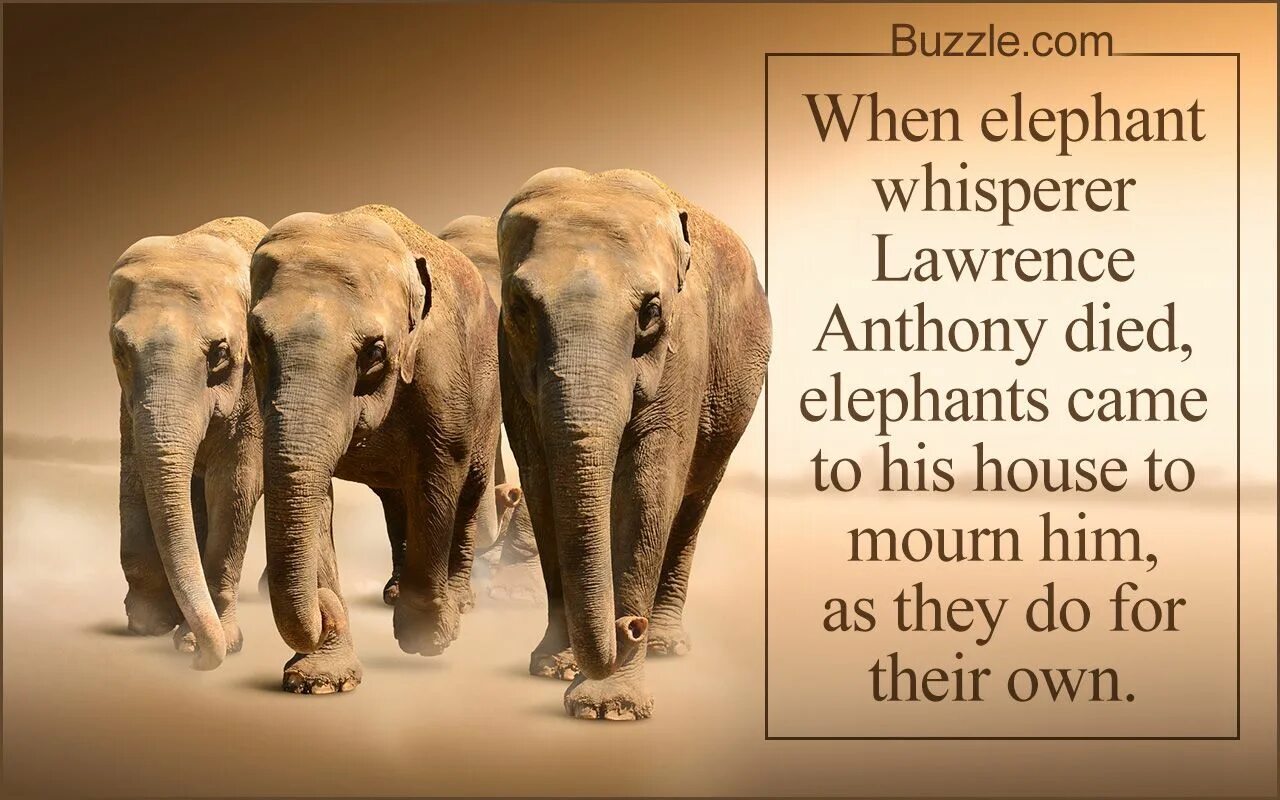 Facts about animals. Elephant facts. Elephants about. Fun fact about Elephant. What do you know about Elephants.