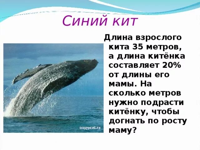 Синий кит длина. Синий кит Размеры. Сколько весит синий кит. Сколько метров кит.