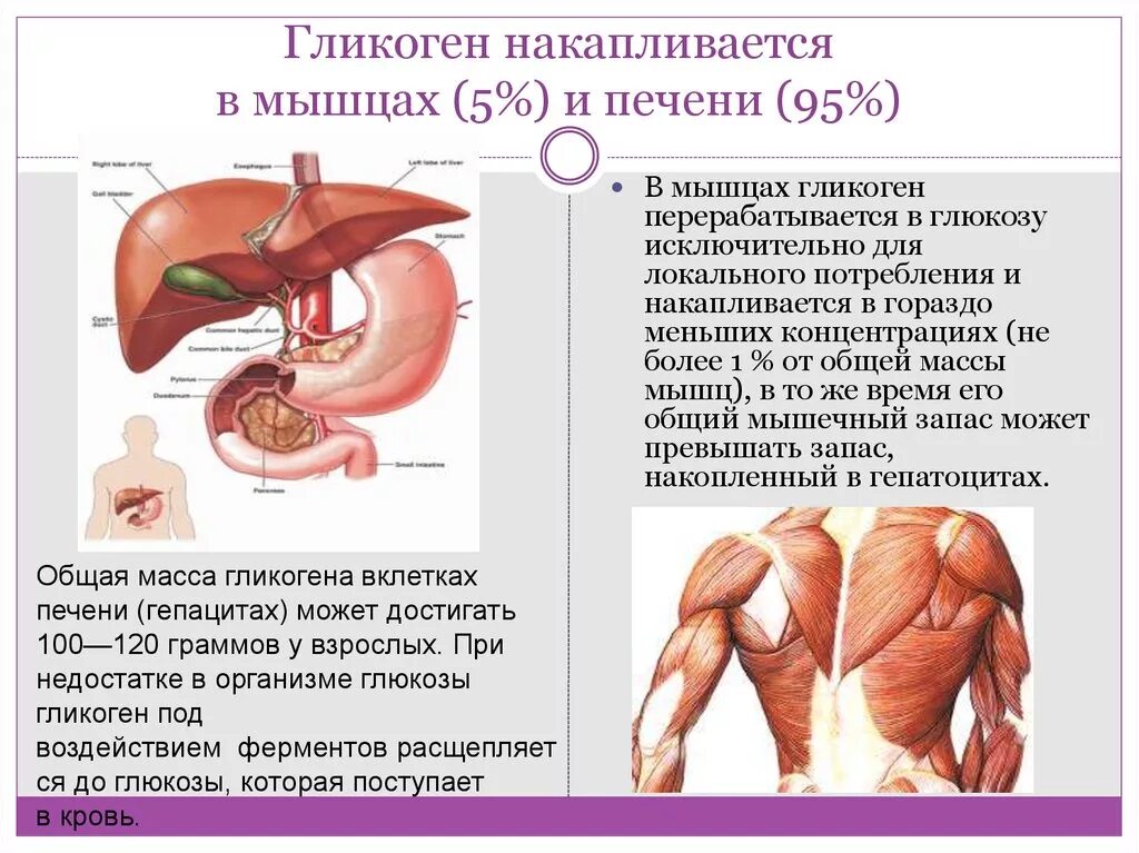 Печень запасает гликоген. Гликоген в мышцах. Мышцы печени. Гликоген накапливается в мышцах. Гликоген в печени и мышцах.