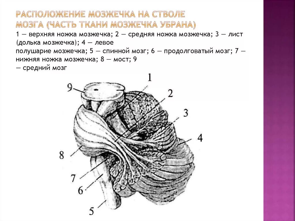 Средние ножки мозжечка. Ножки мозжечка анатомия строение. Ножки мозжечок головного мозга-. Нижняя мозжечковая ножка продолговатый мозг. Нижняя ножка мозжечка латынь.