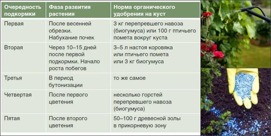 Как часто подкормить