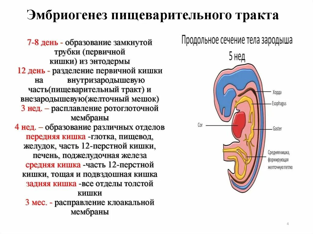 Этапы формирования первичной кишечной трубки. Эмбриональное развитие органов пищеварительной системы. Развитие пищеварительной системы кишечная трубка. Развитие зачатка пищеварительного тракта. Имеет гастральную полость