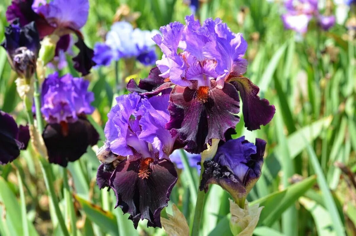 ирис цветок. ирис ridgecrest. ирис 107 presby’s crown jewel. ирис сибирский хэвинг фан. салон красоты ирис оше на сходненской официальный сайт.