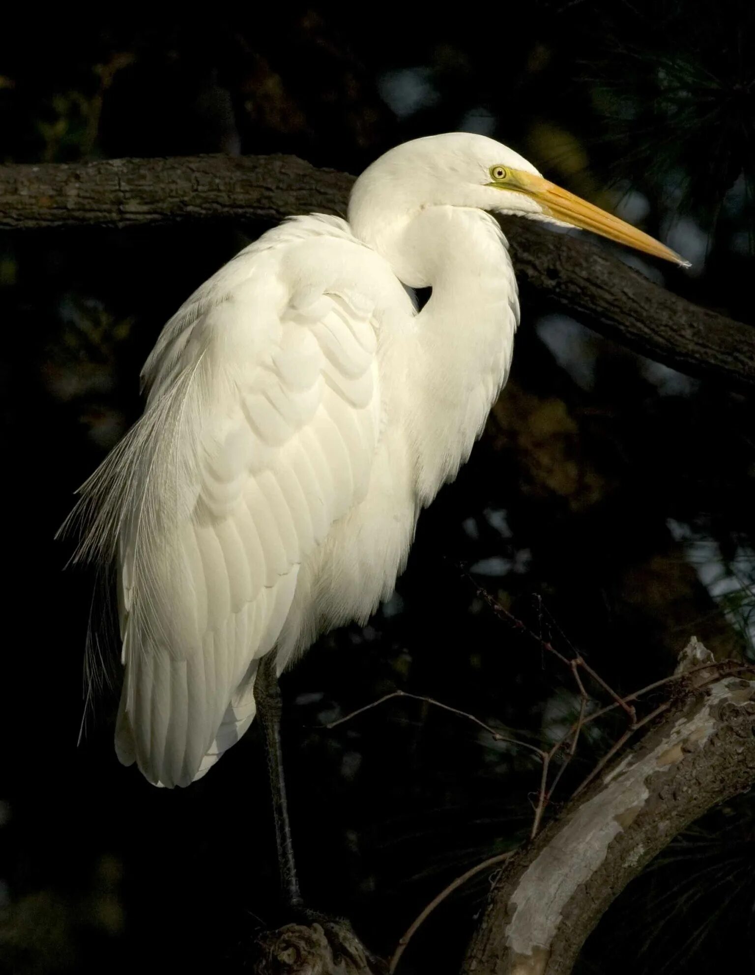 Крупная цапля. Большая белая цапля (лат. ardea alba). цапля белая отряд. большая белая цапля. цапля альбинос.