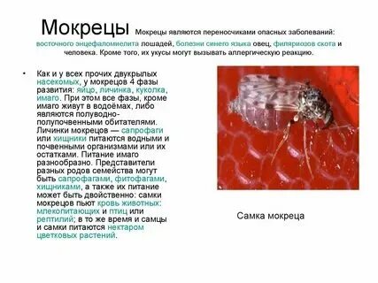 Переносчиками кислорода являются. Переносчиками кислорода являются