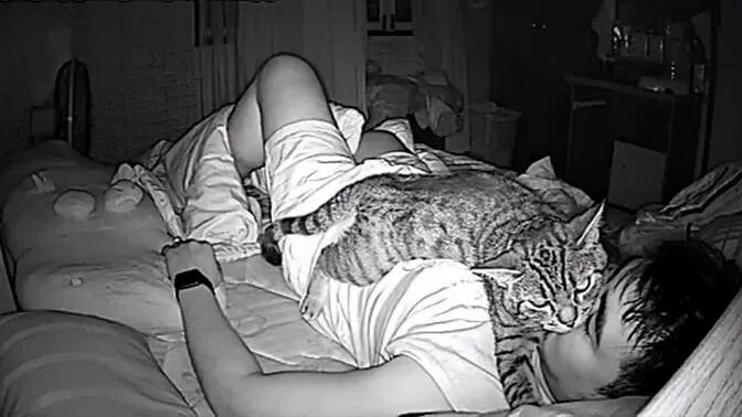 Кошка ложится в ноги человека