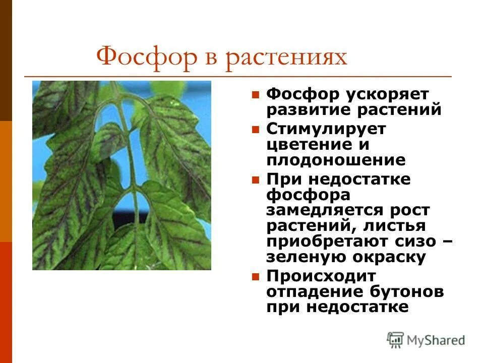 Азот фосфор калий для растений. Фосфор и цветение. При недостатке фосфора наблюдается. Влияние фосфорных удобрений на растения. Фосфор и цветение.