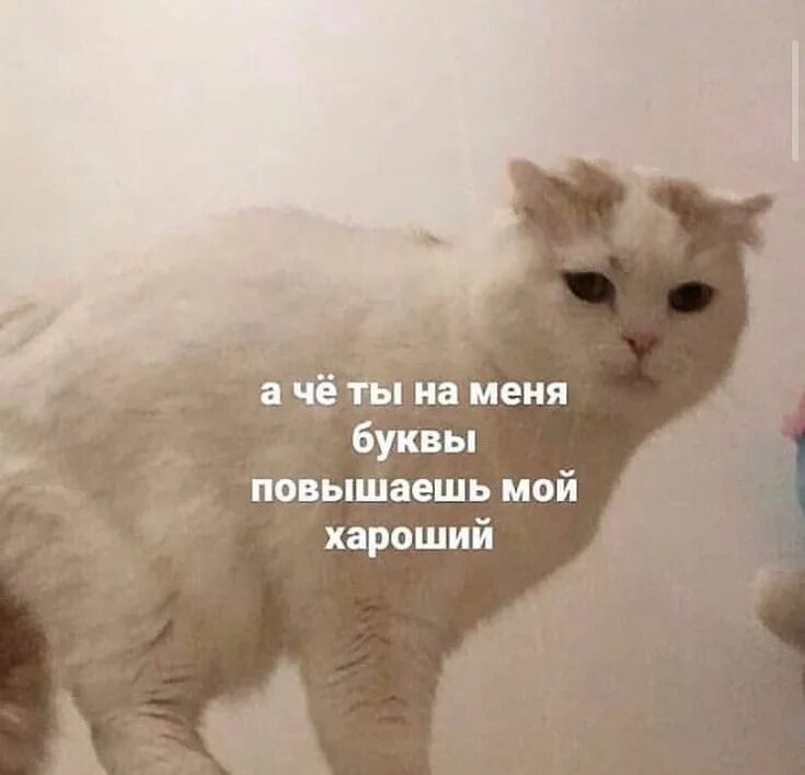 Мем кот кринжует с тебя