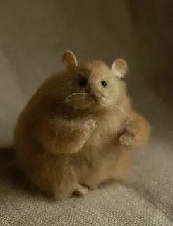 Хомяк 1 млрд