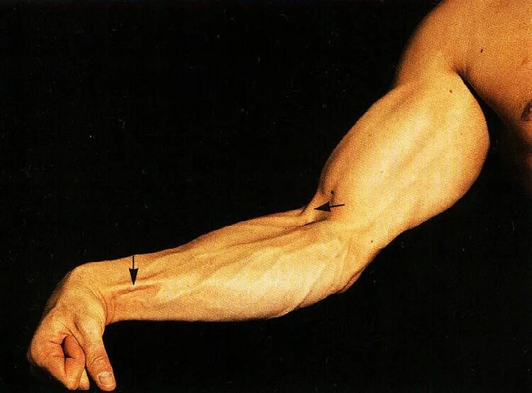 Мужская рука. Накаченные мужские руки. Предплечье руки мужское. Предплечье. Мускулистая рука.