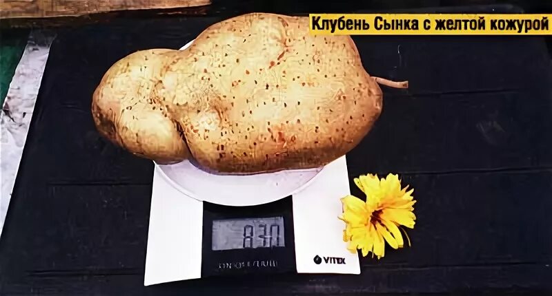 Картофель сынок фото отзывы. Настоящий сорт картофеля сынок фото. Отзывы о картофеле сынок богатырь.