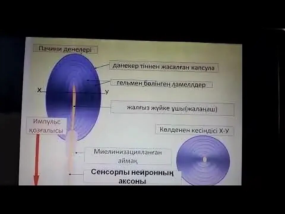 Строение тельца фатера Пачини. Пачини денешігі. Тельце Пачини строение. Тельце фатер Пачини гистология препарат. Тельца фатера