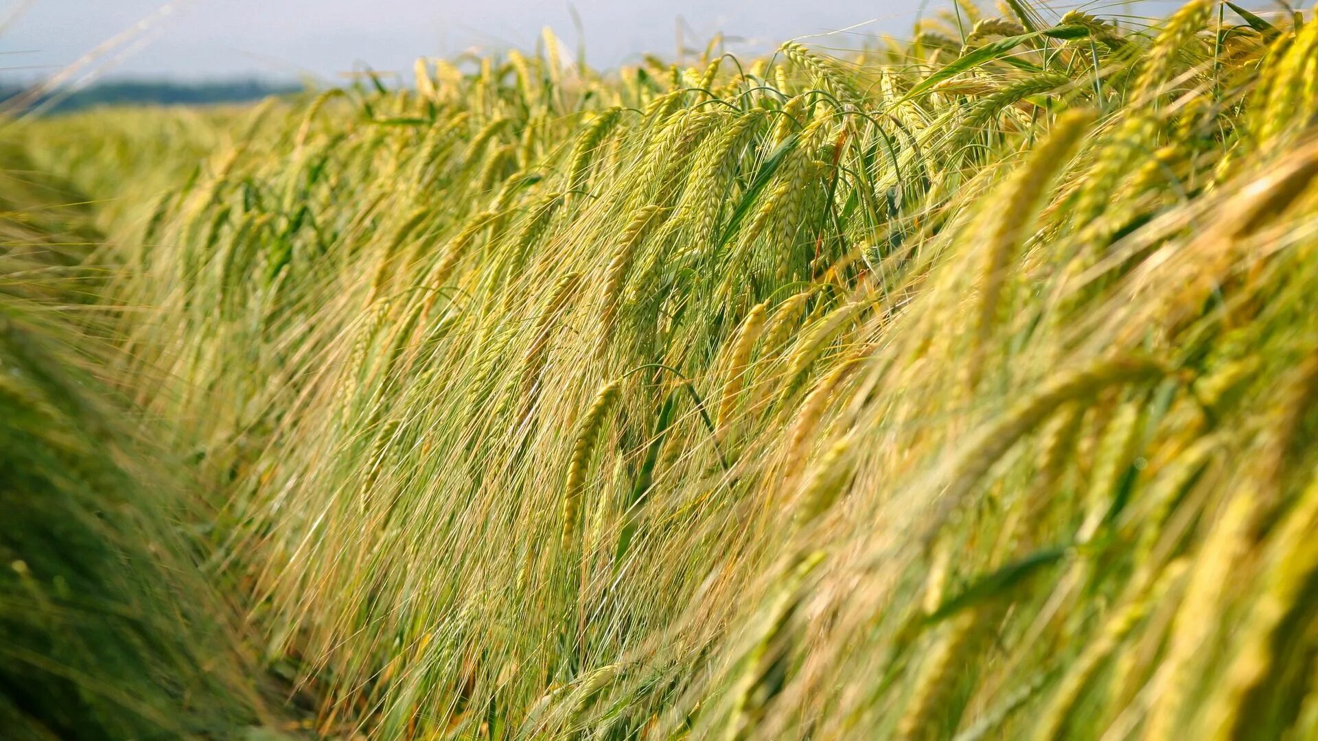 Злаковые растения. Пшеница растение. Зеленое поле пшеницы. Поле со злаками. Е пшеничный