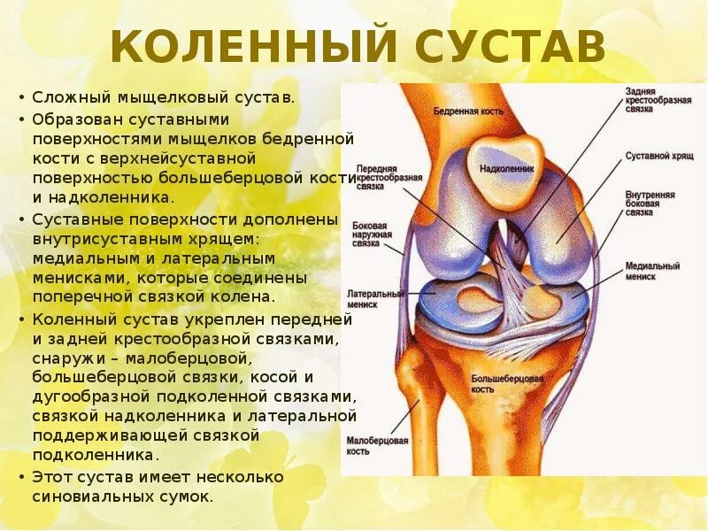 Суставной мыщелок. Медиальный мыщелок коленного сустава. Суставная поверхность надколенника. Мыщелковый сустав колена. Коленный сустав сложный.