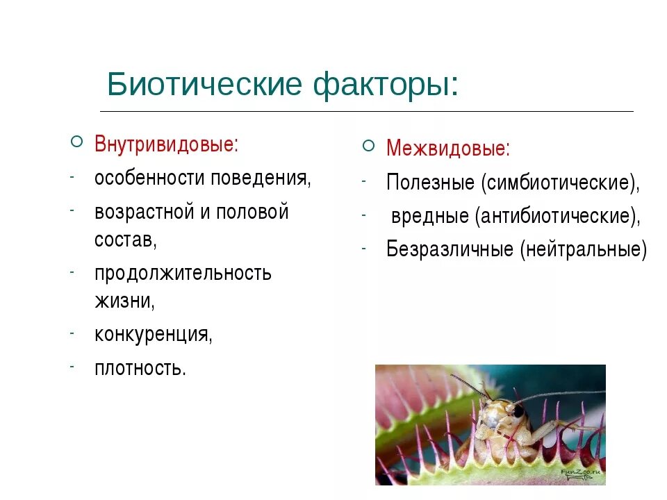 Факторы среды биология 11 класс. Биотические факторы среды это в биологии. Определение биотические факторы среды. Биотические факторы факторы среды. Биотические экологические факторы.