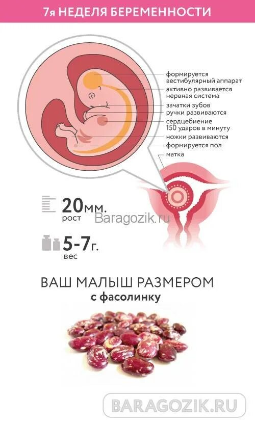 7 недель какой ребенок. Плод 7 недель беременности размер плода. 7 недель акушерских неделя беременности. эмбрион на 7 акушерской неделе беременности. какого размера эмбрион на 7 неделе.