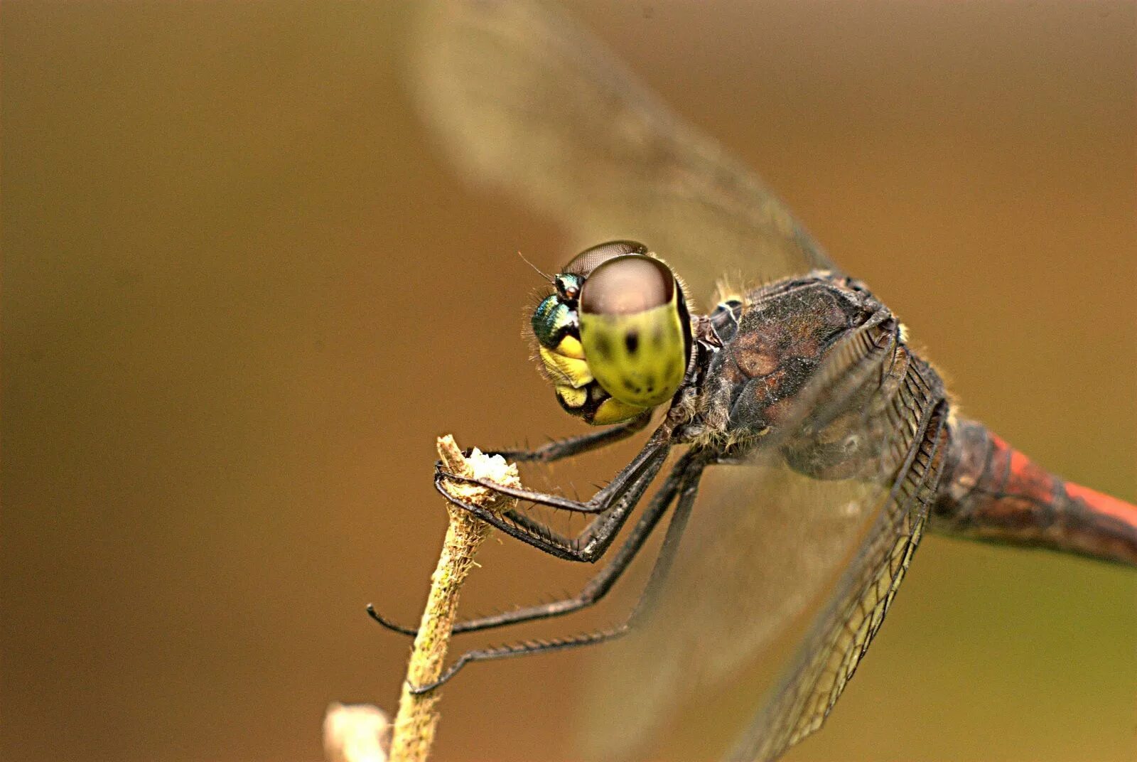 Put some of this insect