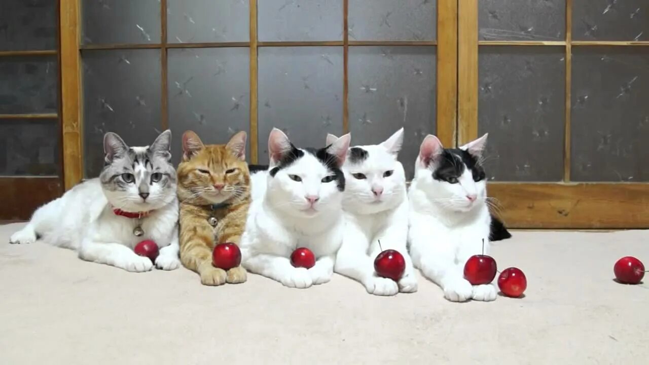 Шесть котов. Несколько кошек. Кошки сидят в ряд. Много котиков.