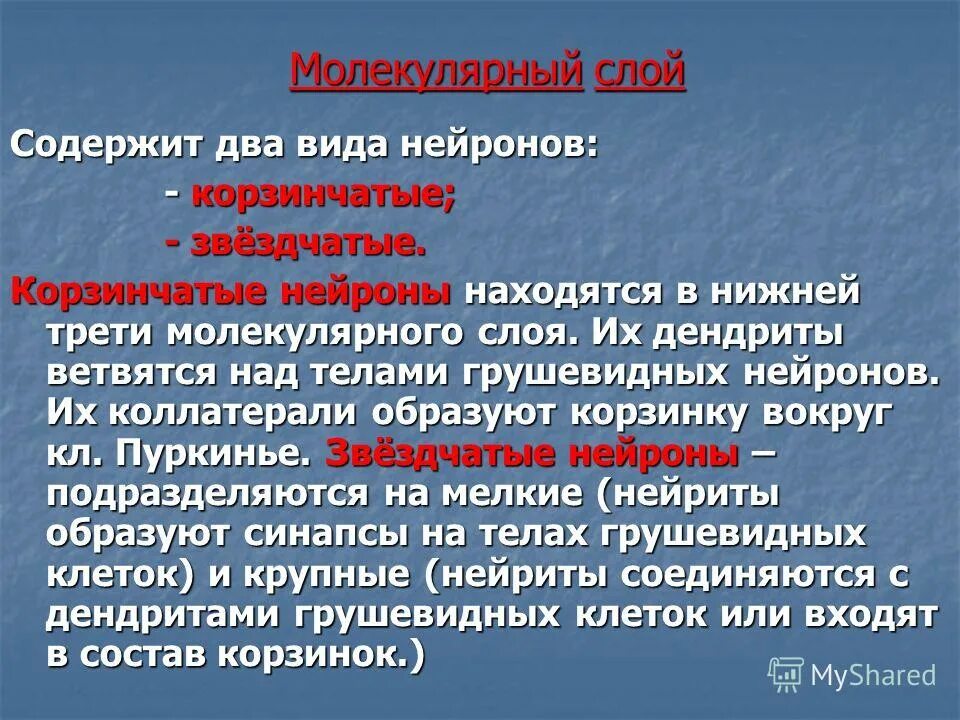 Содержит несколько слоев нейронов содержит роговицу защищает. Молекулярный слой. Молекулярный слой функции. Содержит несколько слоев нейронов. Слои нервных клеток молекулярный.