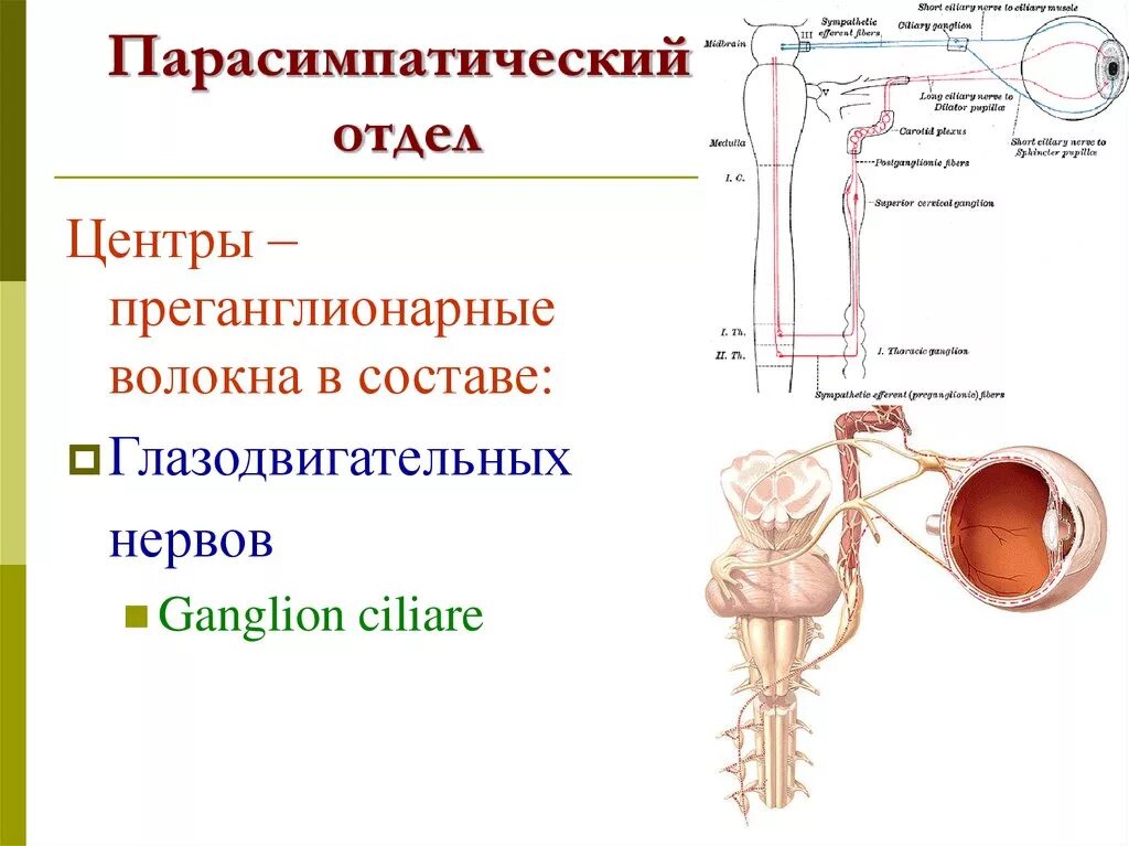 Парасимпатические волокна глазодвигательного нерва. Периферический отдел вегетативной нервной системы. Преганглионарные парасимпатические волокна. Парасимпатический отдел презентация.