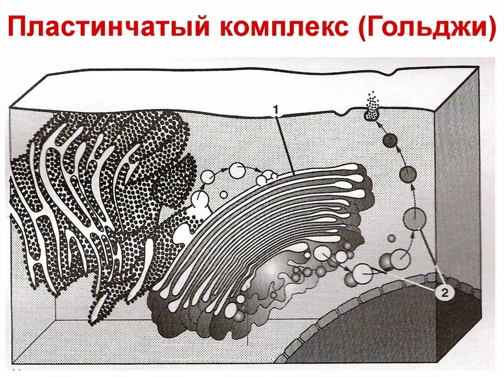 Пластинчатый аппарат Гольджи. Схема строения комплекса Гольджи. Ультрамикроскопическое строение комплекса Гольджи. Структура пластинчатого комплекса. Пластинчатый комплекс